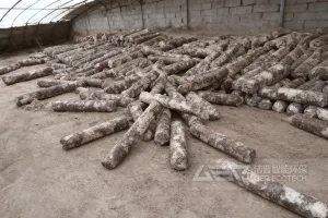 由破碎设备引发的废弃菌棒“淘金路”