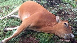 兰州动物尸体破碎无害化处理项目