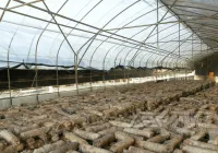 废弃菌棒变“钱”！粉碎设备助力生物饲料加工，养殖成本直降