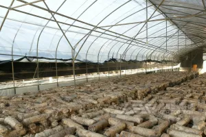 废弃菌棒变“钱”！粉碎设备助力生物饲料加工，养殖成本直降