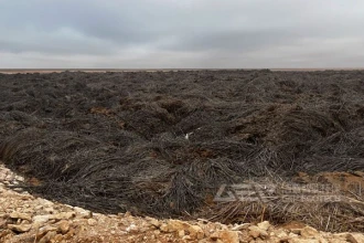 潮湿植物垃圾破碎压块—洁普智能环保整体设备方案