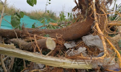 树根破碎撕碎机类型与价格解析，助力生物质资源化利用