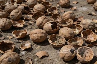 头疼的核桃壳成了“香饽饽”？看它如何变身清洁燃料火遍全国！