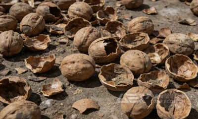 头疼的核桃壳成了“香饽饽”？看它如何变身清洁燃料火遍全国！