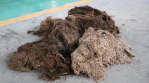 棕榈丝破碎处置