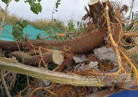 树根破碎撕碎机类型与价格解析，助力生物质资源化利用