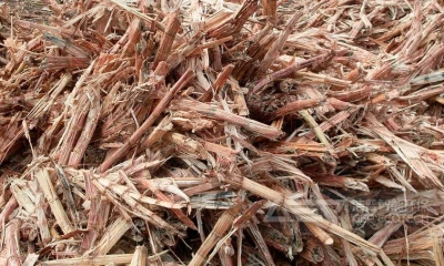 甘蔗叶这样预破碎资源化处置，环保又增收