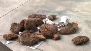 棕榈壳破碎处置