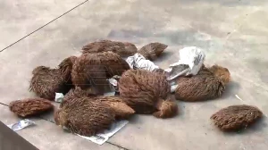 棕榈壳破碎处置