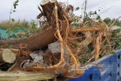 树枝树根破碎机如何让园林垃圾“变废为宝”？