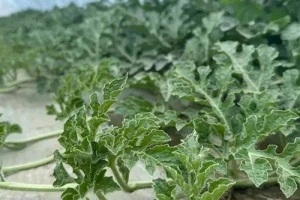 瓜秧、蔬菜秧破碎处理