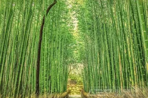 毛竹破碎
