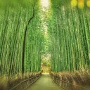 毛竹破碎