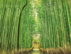 毛竹破碎