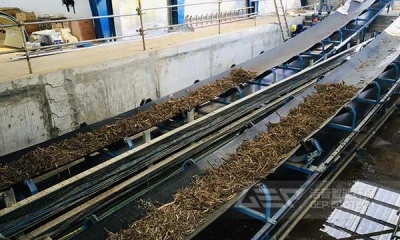 甘蔗叶粉碎后能直接输送到锅炉炉膛吗？