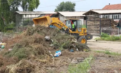 冬季,枯枝落叶巧处置