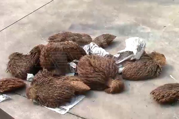 棕榈废料破碎