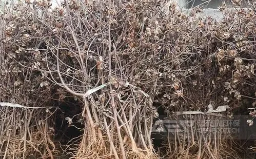 棉花秸秆