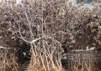 新疆地区的棉花杆如何制成替代燃料？