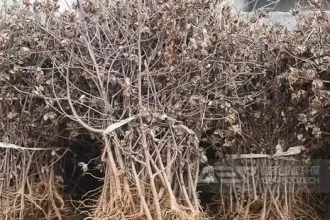 新疆地区的棉花杆如何制成替代燃料？