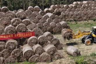 电厂生物质秸秆入炉前预破碎用哪种破碎机？