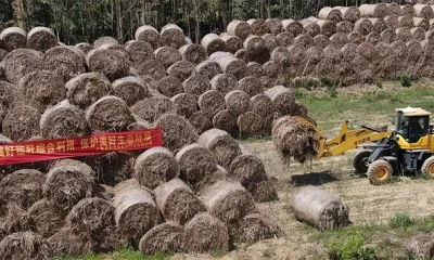 电厂生物质秸秆入炉前预破碎用哪种破碎机？