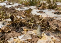 黄瓜秧堆沟烂、地膜埋隐患？转化生物质颗粒有妙招！洁普工艺设备支持，环保赚钱两不误