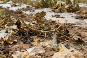 黄瓜秧堆沟烂、地膜埋隐患？转化生物质颗粒有妙招！洁普工艺设备支持，环保赚钱两不误