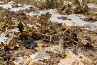 黄瓜秧堆沟烂、地膜埋隐患？转化生物质颗粒有妙招！洁普工艺设备支持，环保赚钱两不误
