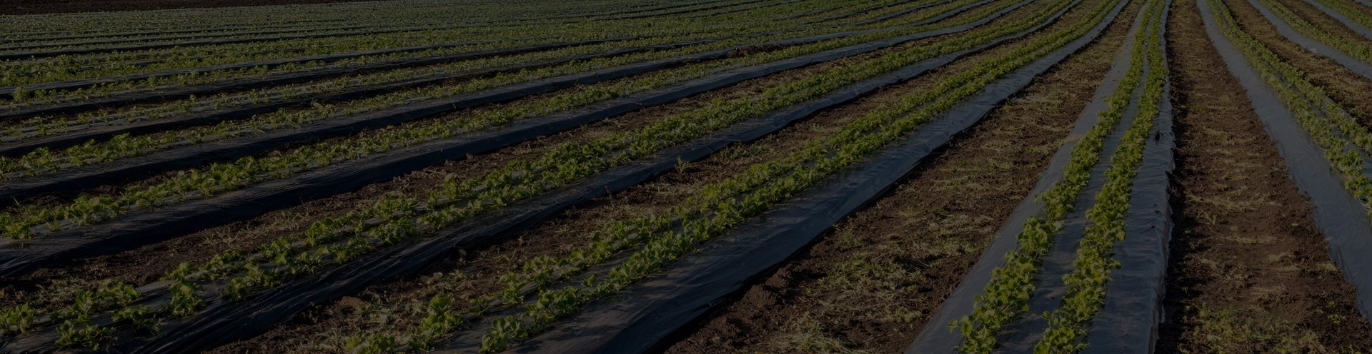 废弃农膜破碎筛分处理