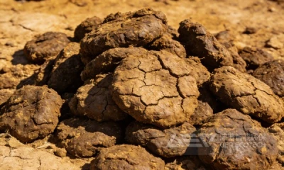 电厂生物质牛粪掺烧成功！预处理难题怎么破？洁普有方案