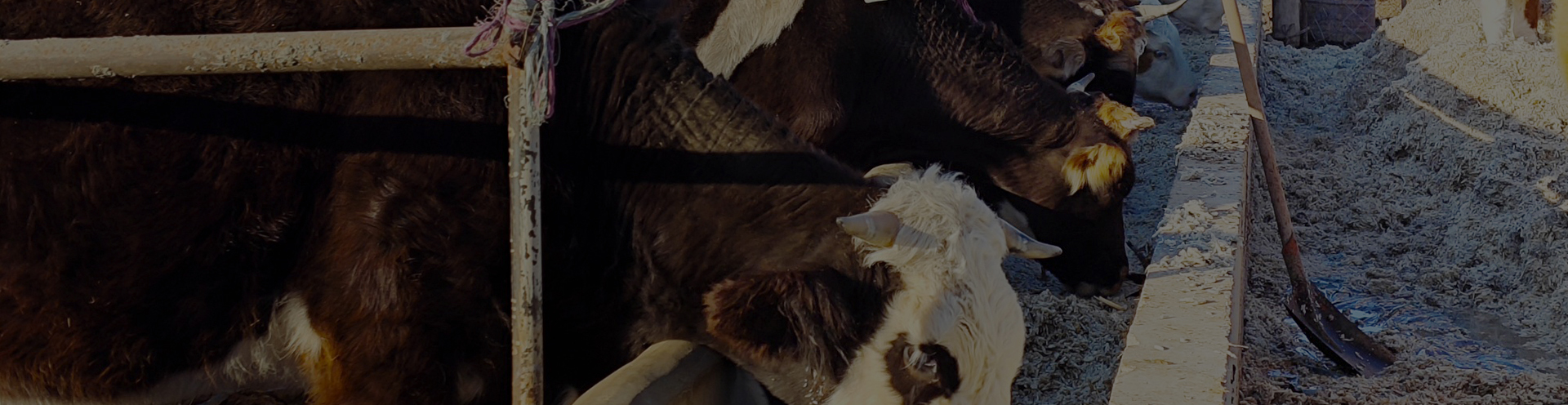 病死动物无害化破碎