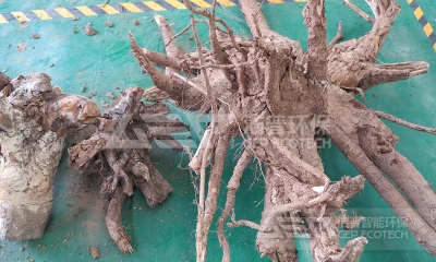 大树根破碎难处理？洁普双轴撕碎机一台搞定粗破+细破！