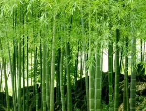 毛竹破碎