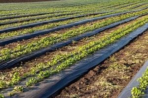 废弃农膜破碎筛分处理