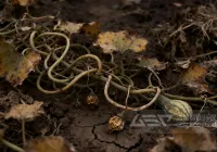 蔬菜产区必看！瓜秧/蔬菜秧难处理？洁普工艺设备帮您做成生物质颗粒，减碳又赚钱