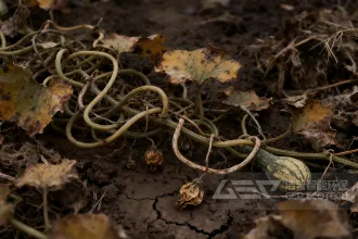 蔬菜产区必看！瓜秧/蔬菜秧难处理？洁普工艺设备帮您做成生物质颗粒，减碳又赚钱